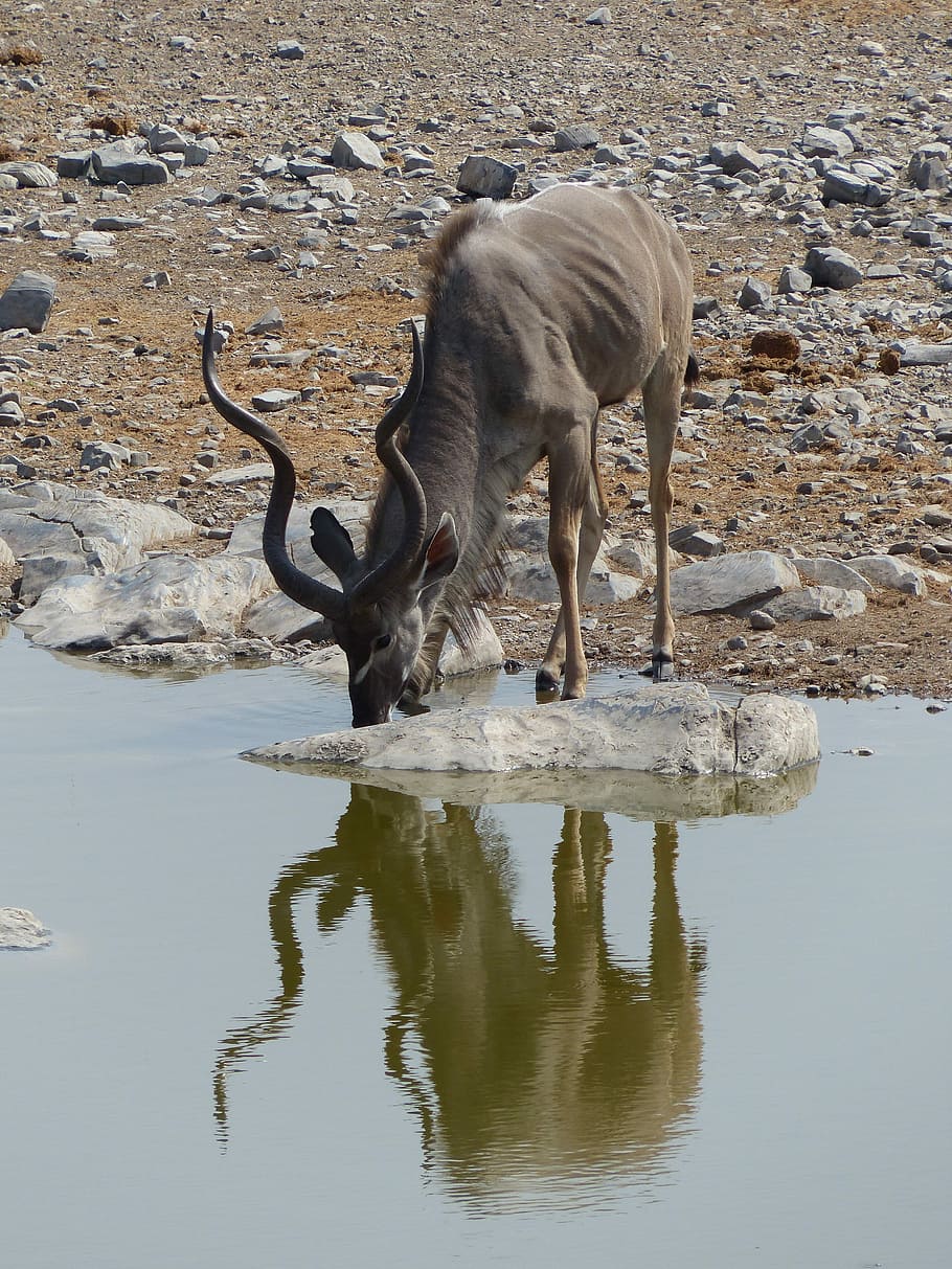 Kudu, Water Hole, Safari, etosha national park, drink, animal, HD wallpaper