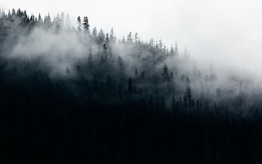 Wallpaper ID: 273271 / fog tree mountain and moody hd, 4k Phone Wallpaper
