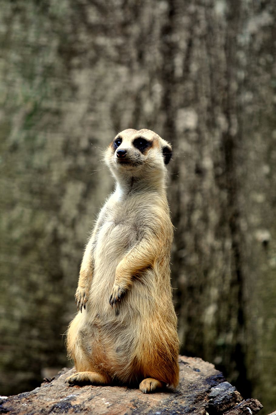 lemur, stand, guard, madagascar, wildlife, zoo, cute, one animal HD wallpaper