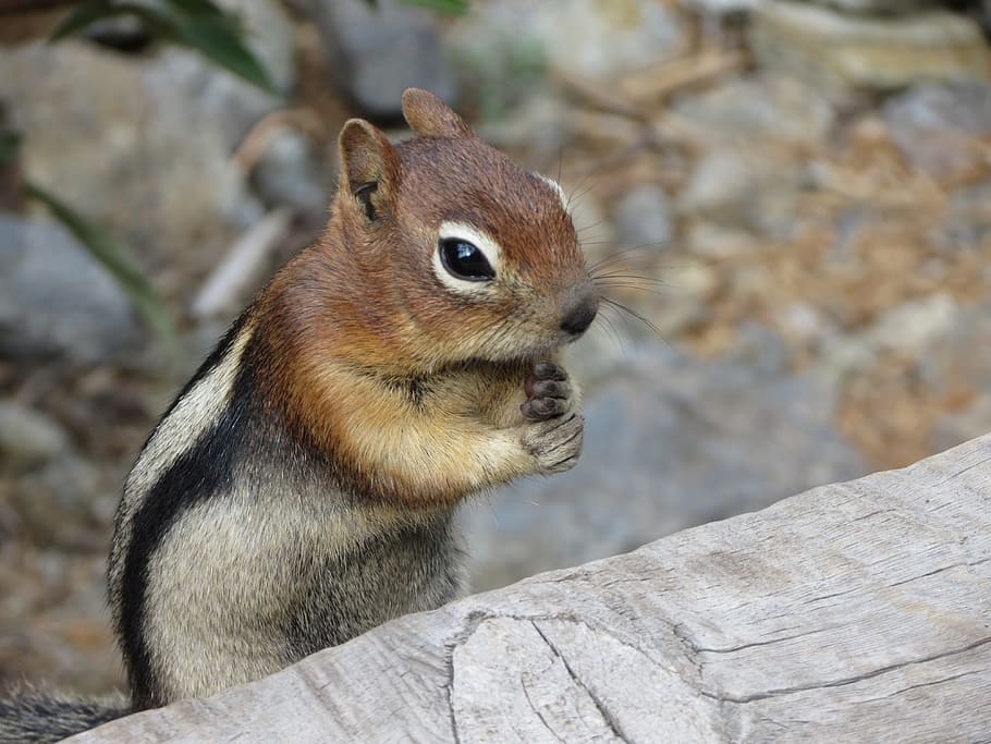 brown squirrel near gray wood log photo taken during daytime HD wallpaper