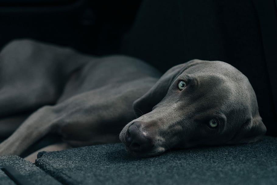 Weimaraner lying, dog, animal, pets, purebred Dog, canine, mammal HD wallpaper