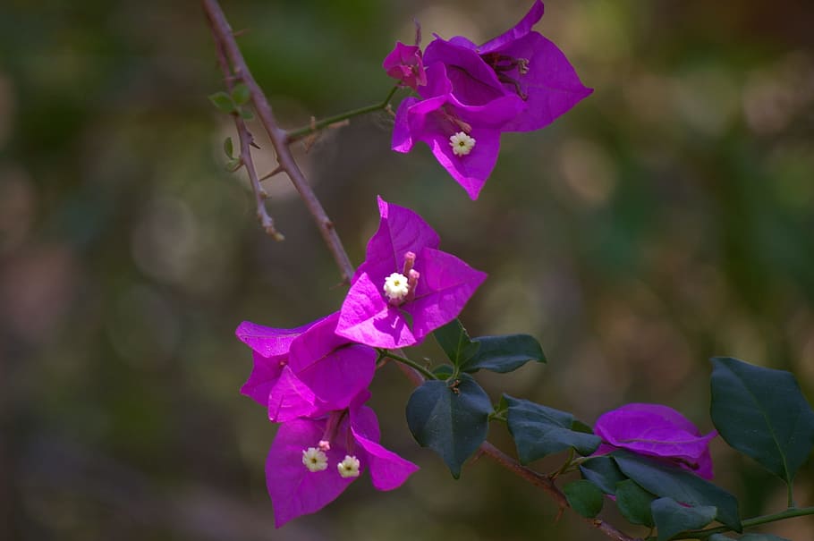 flower, violet, purple, flowering plant, petal, vulnerability HD wallpaper