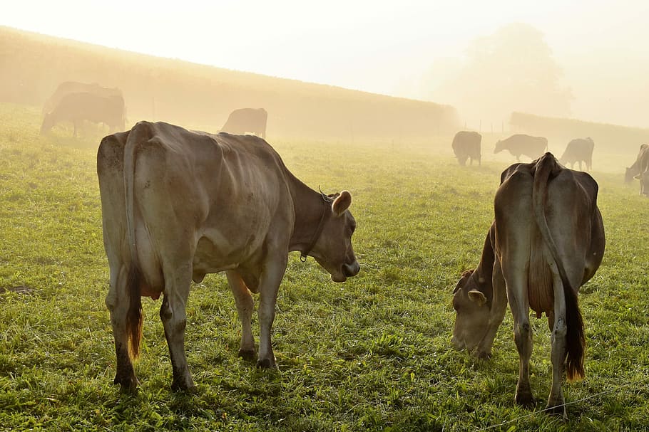 Cows, Meadow, Graze, Nature, pasture, animal, cattle, agriculture HD wallpaper