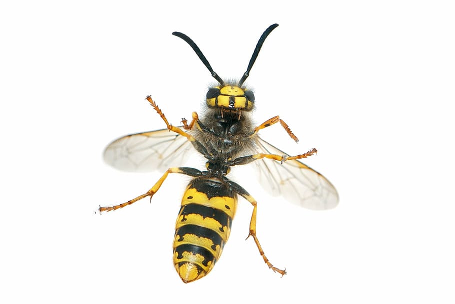 yellow jacket wasp, german wasp, vespula germanica, female, worker, HD wallpaper