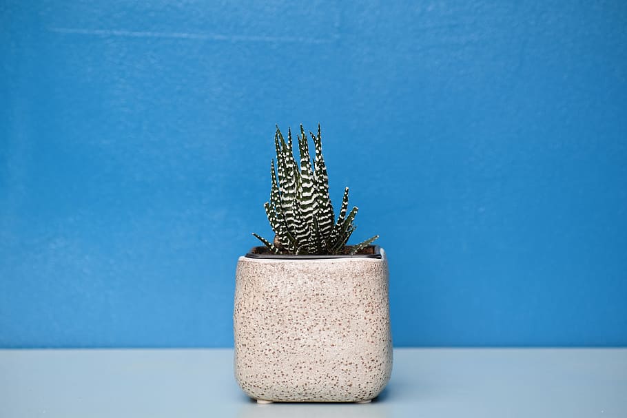 green and white succulent plant with beige pot, small green and white plant in square white pot over white surface with blue background
