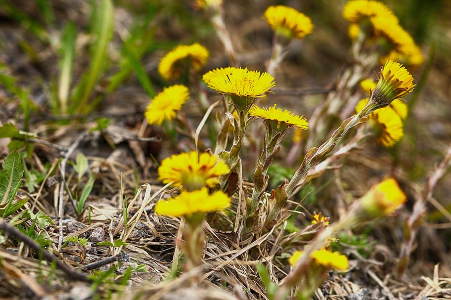 nature, flora, flower, spring, plant, growth, fragility, vulnerability HD wallpaper