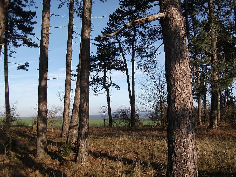 forest, trees, landscape, sky, coniferous forest, clouds, fairy tale forest HD wallpaper