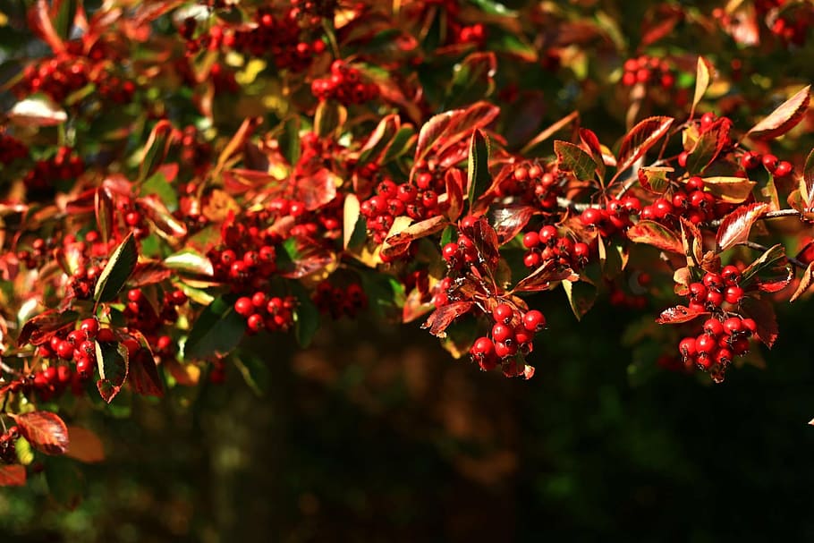 berries, red, october, branch, bright, season, autumn, nature HD wallpaper