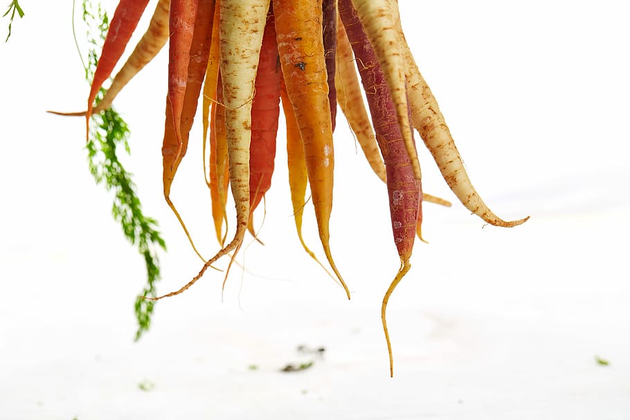 carrots and radishs, orange carrots at daytime, vegetable, root HD wallpaper