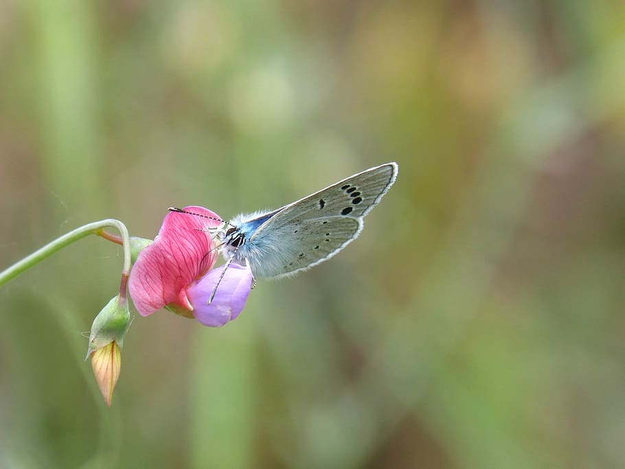 blue butterfly, pseudophilotes panoptes, blaveta of the farigola, HD wallpaper