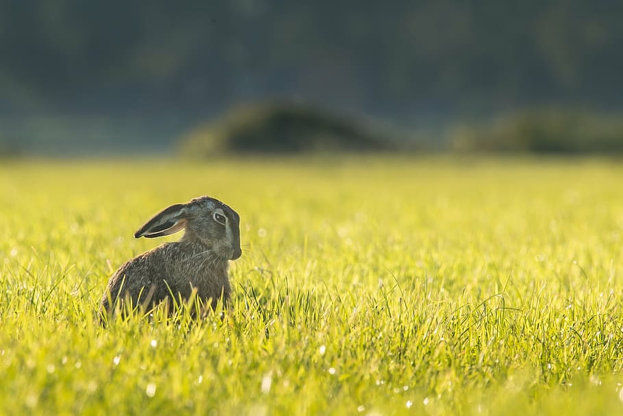 gray rabbit on green grass, hare, bunny, animal, outdoors, meadow HD wallpaper