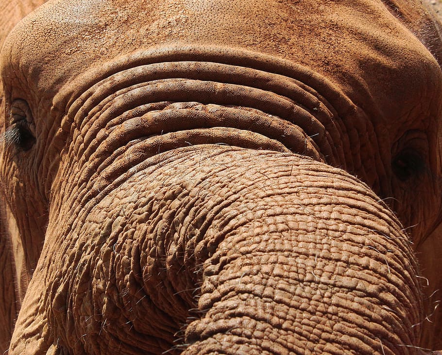 elephant, close-up, trunk, big 5, animal themes, mammal, one animal, HD wallpaper