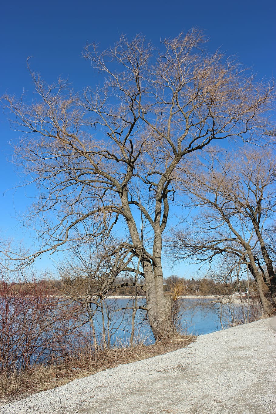 tree, bare, season, sky, nature, winter, landscape, cold, natural HD wallpaper