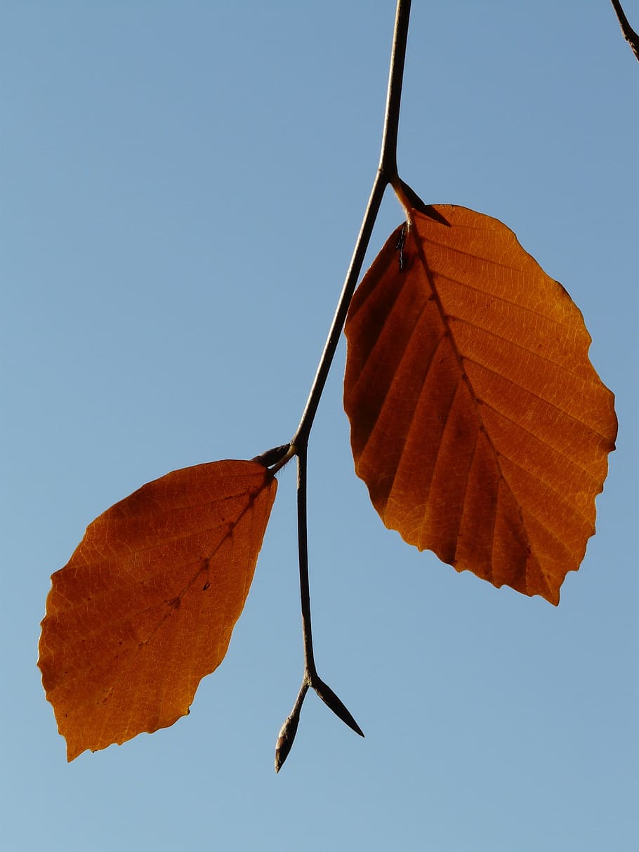 Leaf, Pair, Beech, two, both, together, fagus sylvatica, deciduous tree, HD wallpaper