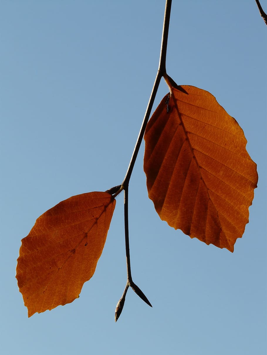 Leaf, Pair, Beech, two, both, together, fagus sylvatica, deciduous tree HD wallpaper
