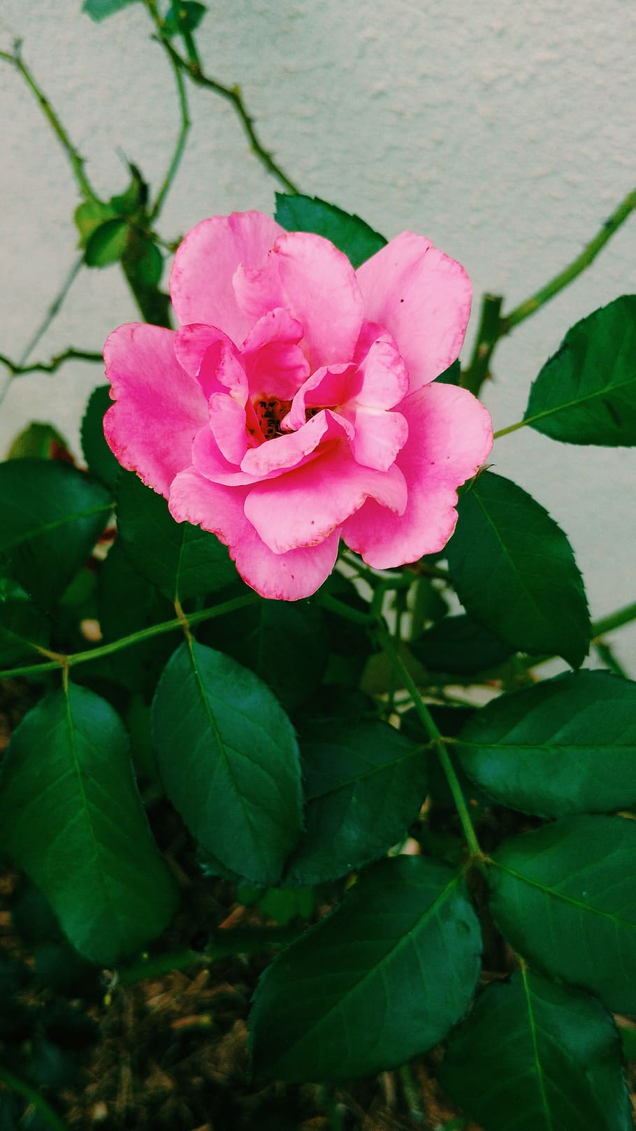 rosa, flower, nature, beauty in nature, flowering plant, plant part HD wallpaper