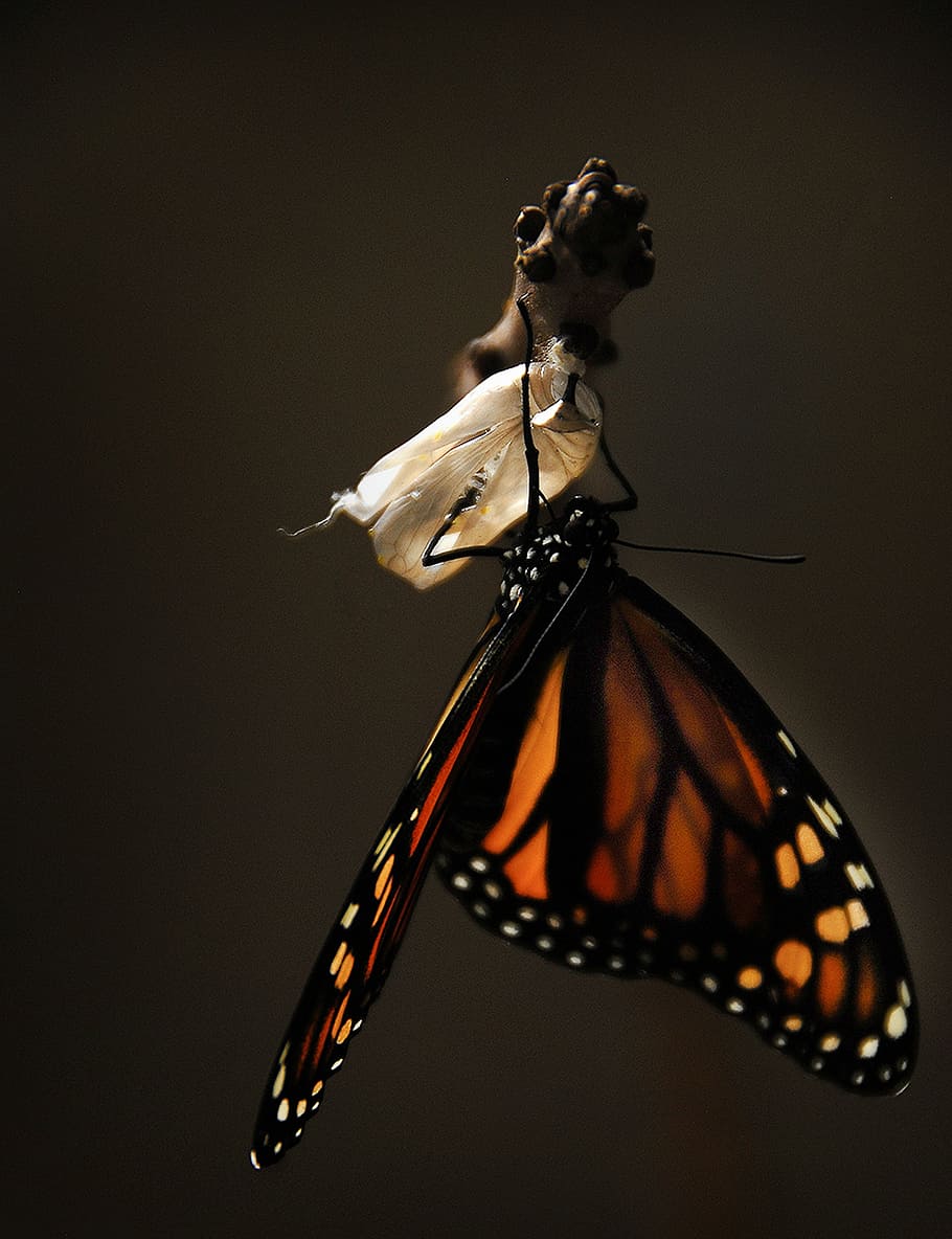 photo of brown and black butterfly came out from cocoon, monarch, HD wallpaper