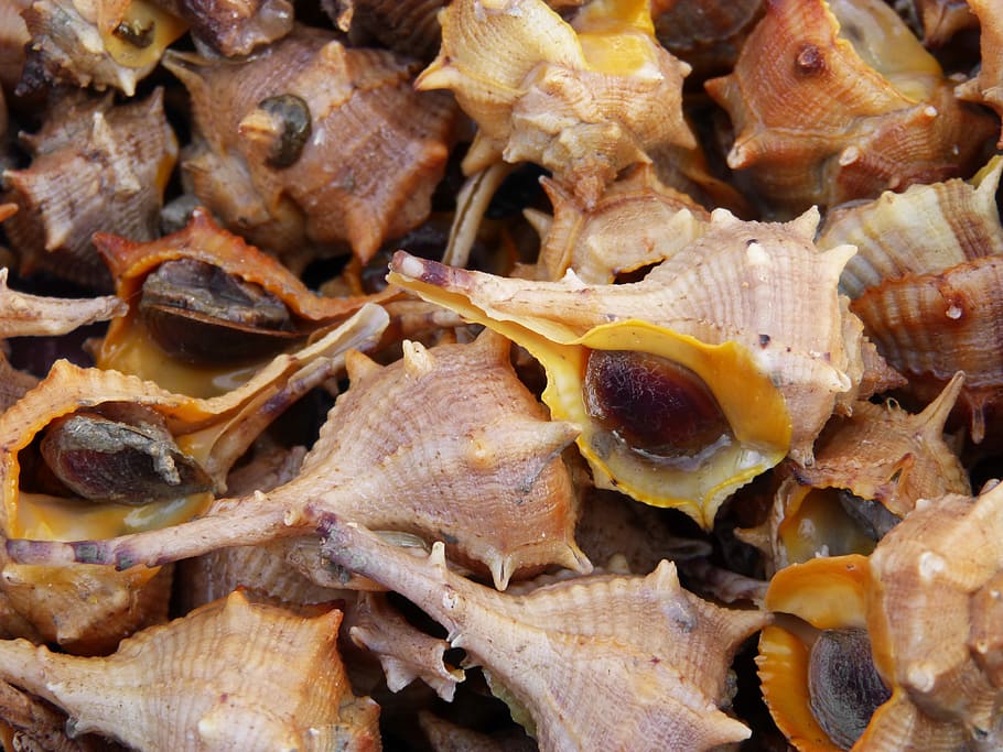 whelks, fish, sea shells, full frame, backgrounds, close-up HD wallpaper