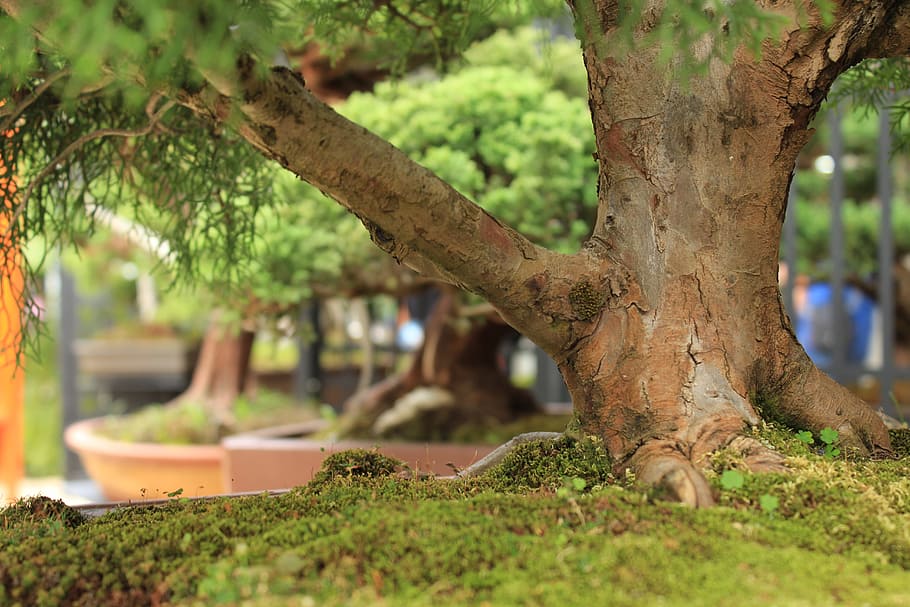 Tree, Bonsai, Garden, Trunk, Nature, green, outdoors, park - Man Made Space HD wallpaper