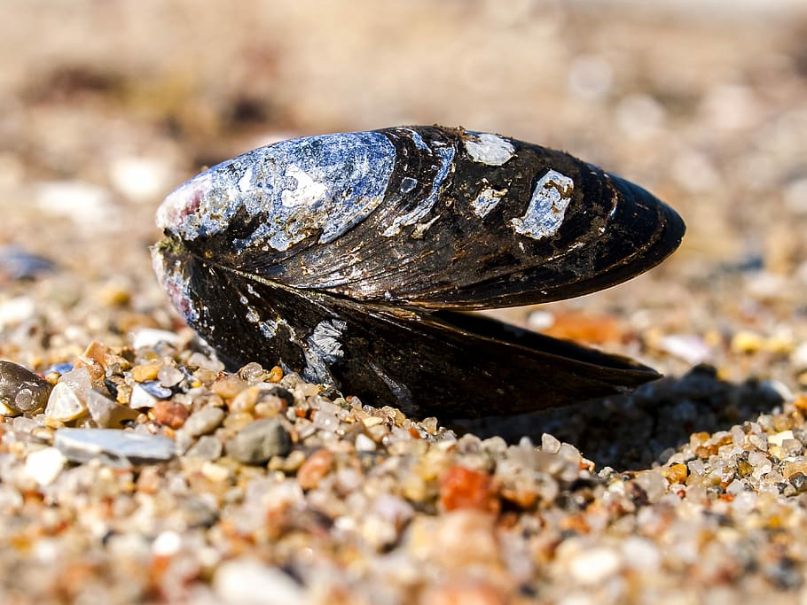 Shell, Animal, Sand, Nature, one animal, rock - object, animal wildlife HD wallpaper