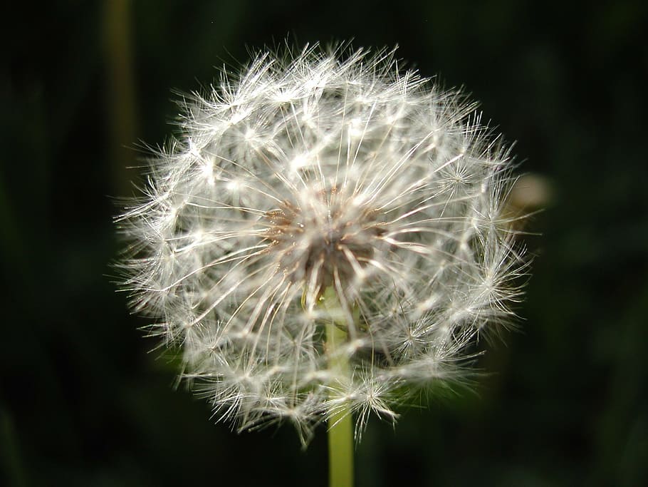 dandelion, flower, seeds, fragility, vulnerability, freshness HD wallpaper