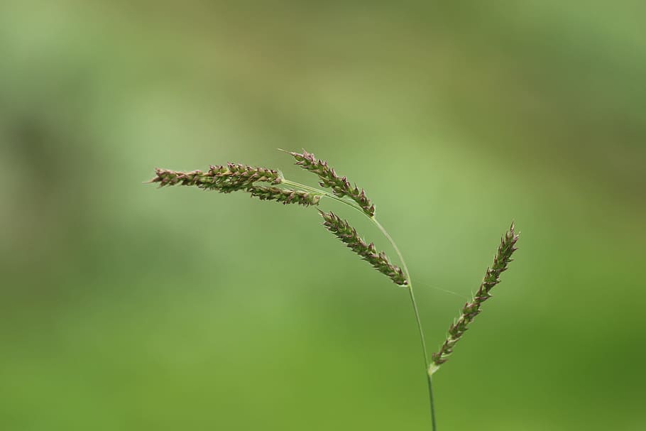 nature, outdoors, grass, leaf, growth, plant, focus on foreground HD wallpaper