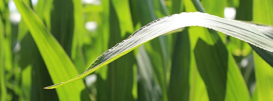 macro shot photography of green leaf, corn, cornfield, leaves HD wallpaper
