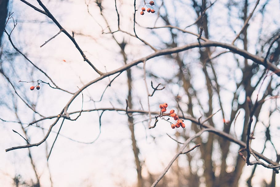 Winter berries, nature, tree, branch, outdoors, season, day, snow HD wallpaper