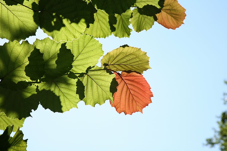 leaf, autumn, impression, nature, season, plant, tree, summer HD wallpaper