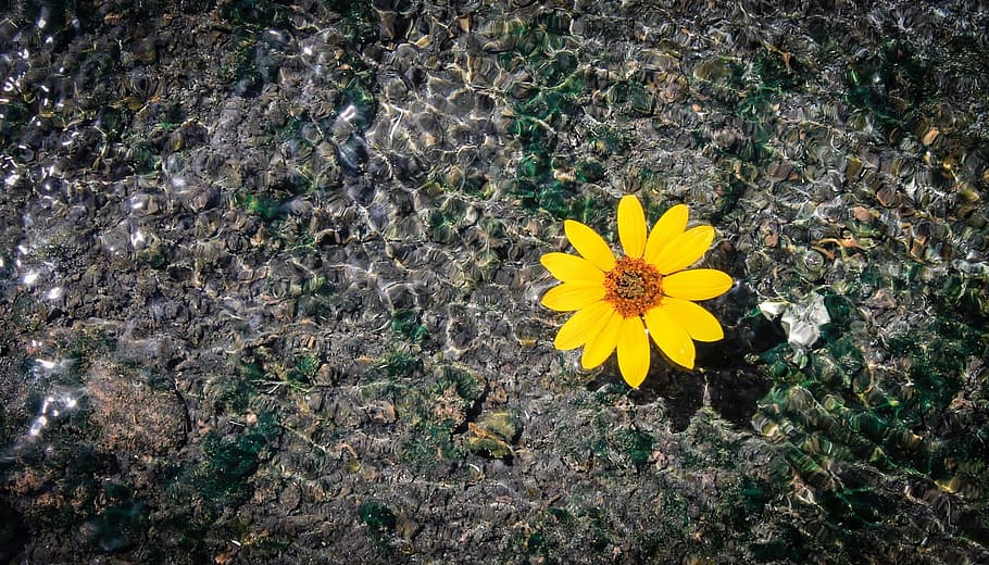 photo of yellow petaled flowers floating on body of water, yellow flower floating on water HD wallpaper