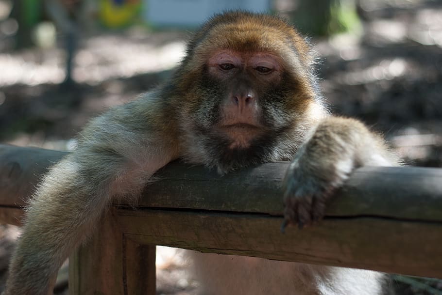 ape, monkey forest, monkey mountain, animal wildlife, animals in the wild HD wallpaper