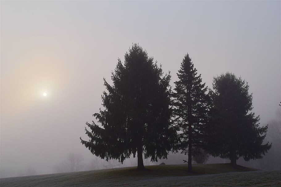 fog, trees, morning, landscape, forest, nature, mist, foggy HD wallpaper