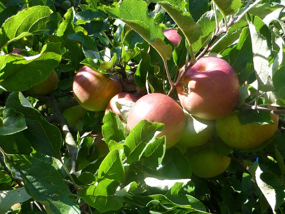 Fruit, Apple, Delicious, food and drink, agriculture, leaf HD wallpaper