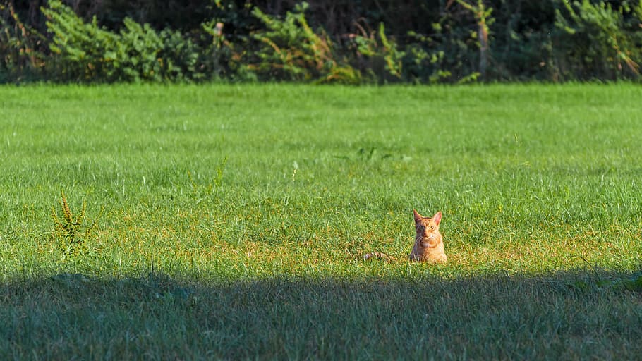 cat, sunshine, caught, view, portrait, kitten, meadow, grass HD wallpaper