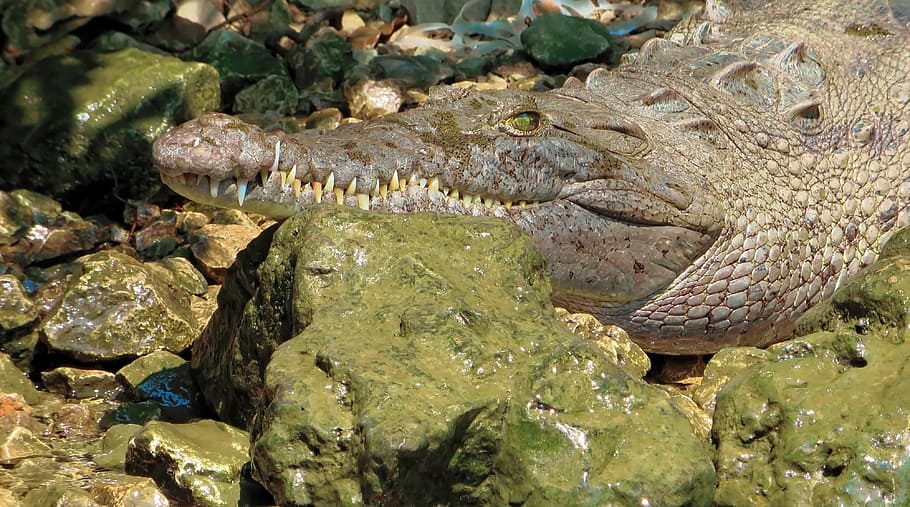 Mexico, Crocodile, Mimicry, sumidero, tawny, reptile, wild HD wallpaper