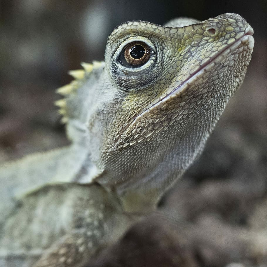 Reptilian Portrait, shallow focus photo of gray bearded dragon HD wallpaper
