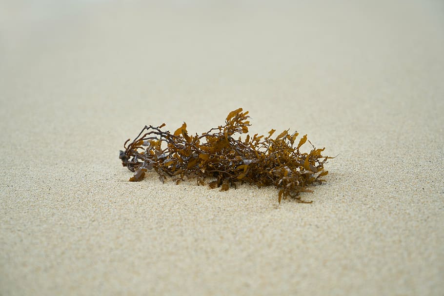 sand, beach, summer, sea ​​side, texture, nature, outdoors HD wallpaper
