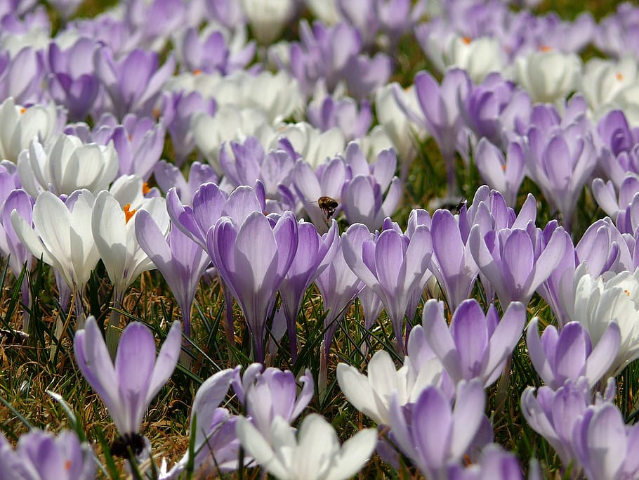 spring meadow, crocus, spring flower, frühlingsblüher, violet, HD wallpaper
