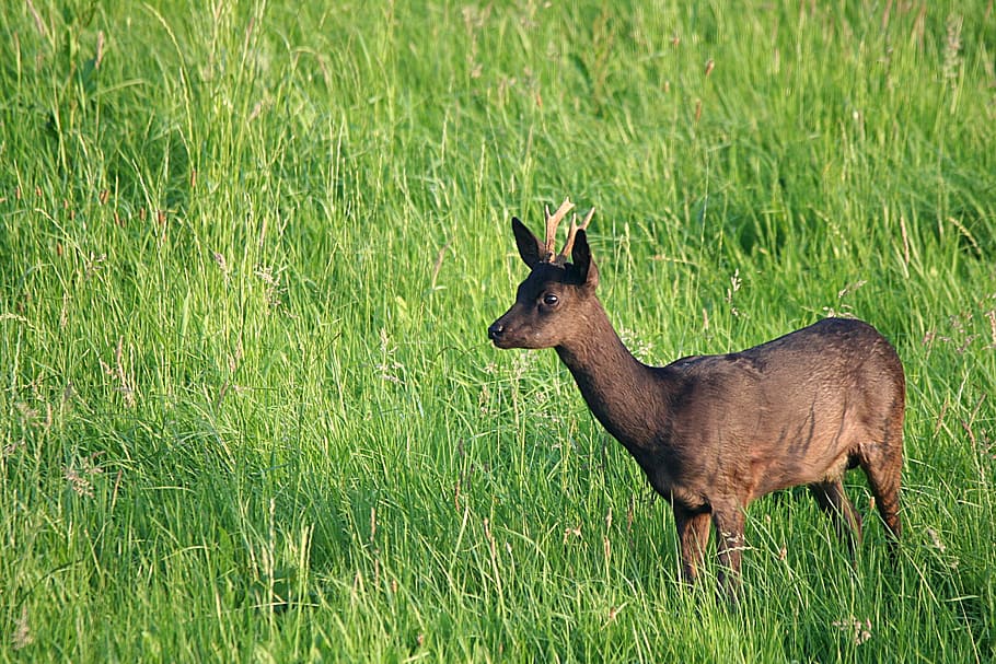 Roe Deer, Bock, Dark, grass, animal wildlife, animals in the wild HD wallpaper