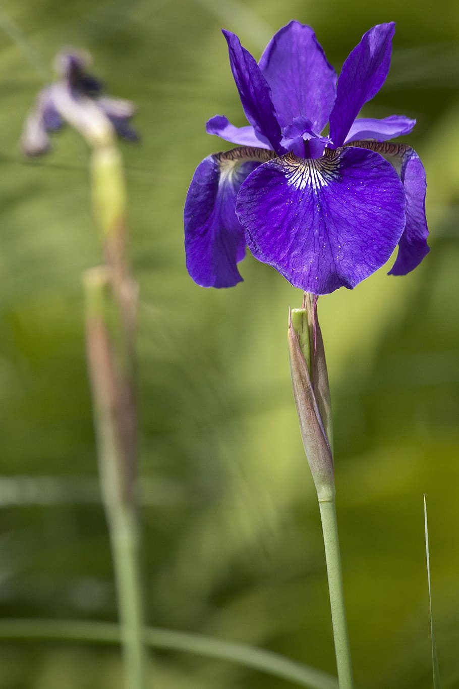 iris, violet, flower, plant, nature, blossom, bloom, flora HD wallpaper
