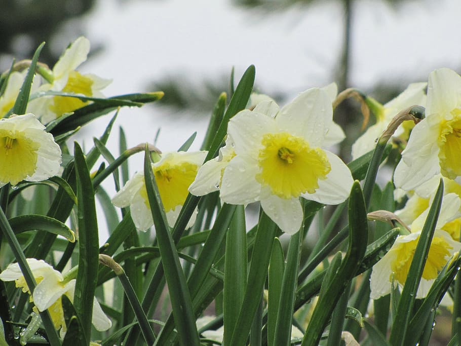 flower, narcissus, daffodil, spring, white daffodils, flowering plant HD wallpaper