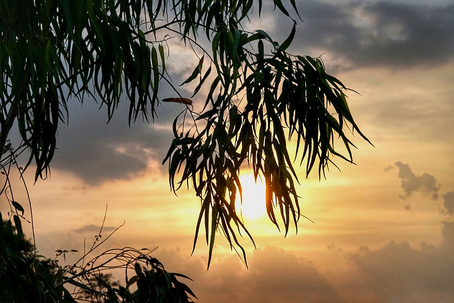 tree, branch, hanging, sunset, dusk, late, evening, sky, outdoors HD wallpaper