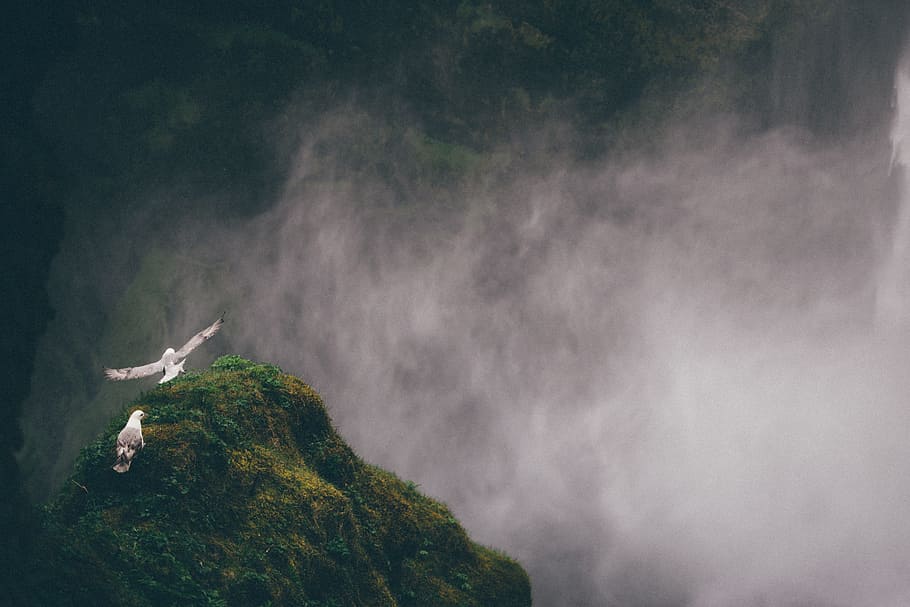 two grey and white gulls on mountain covered by fog, seagulls HD wallpaper