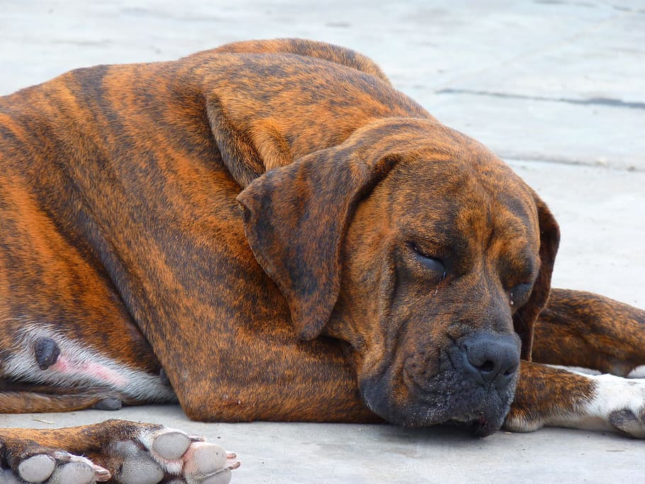 Dog, Brown, Sleep, Rest, Doze, large, animal, one animal, animal themes HD wallpaper