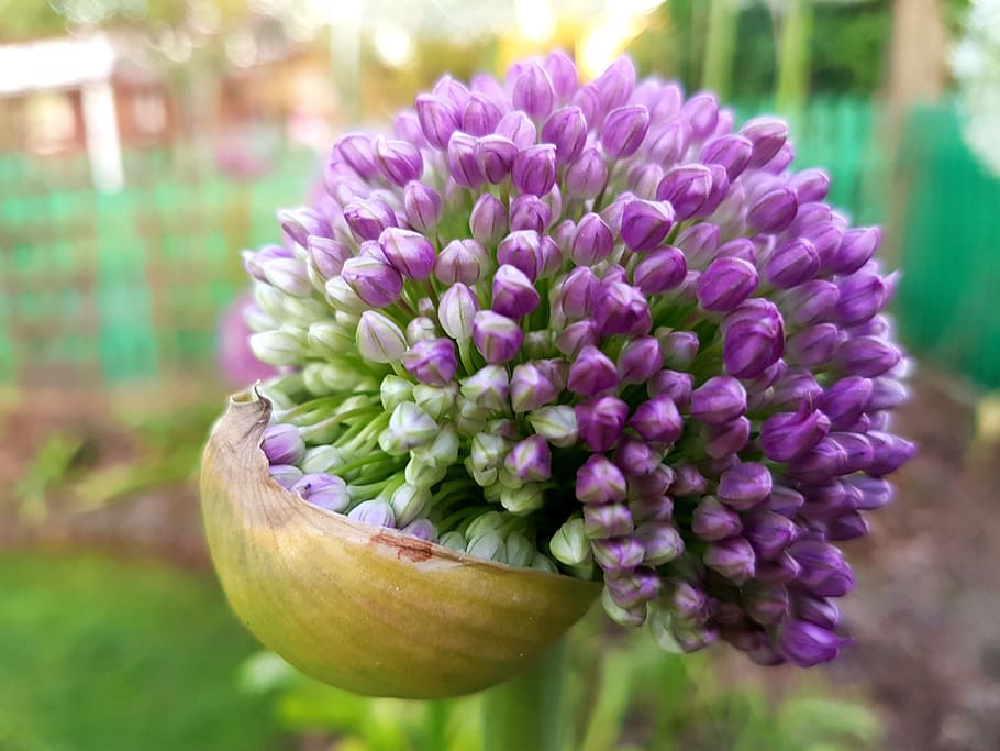 Flowers, Decorative, Garlic, Spring, decorative garlic, bud HD wallpaper