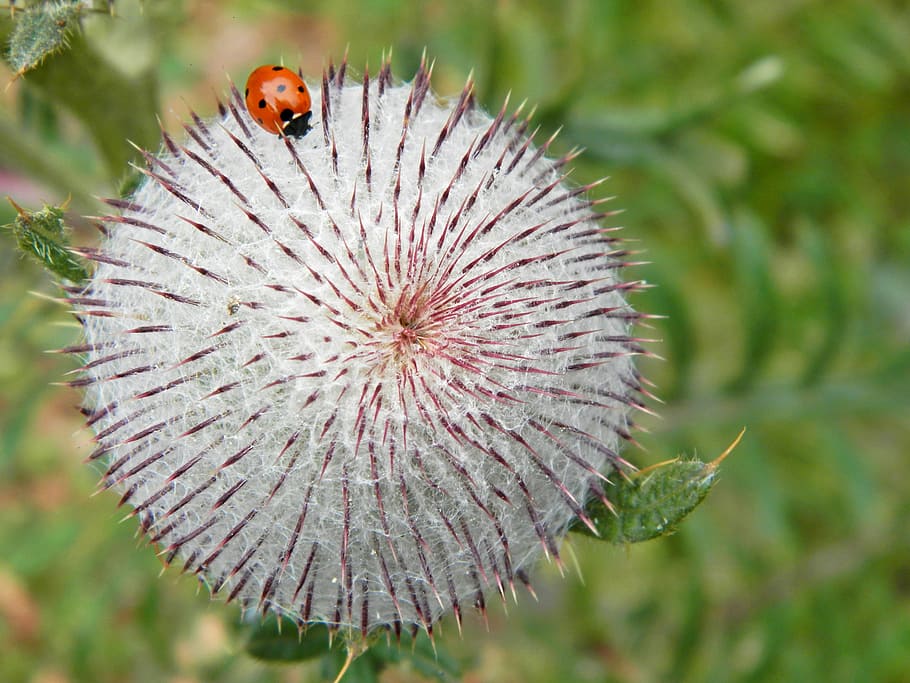 thistle, mountains, plant, flower, animal themes, insect, flowering plant HD wallpaper