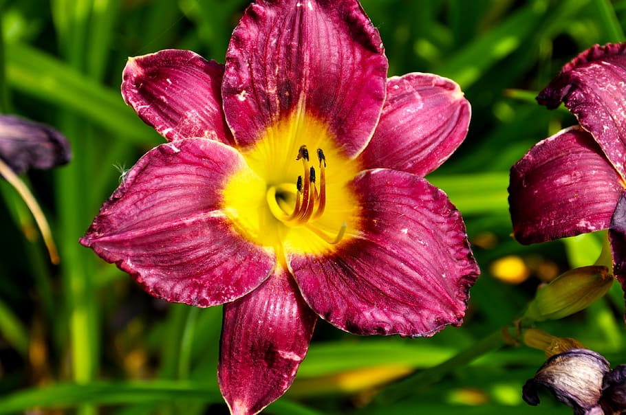 lily, blossom, bloom, red, shrub, color, close up, nature, plant HD wallpaper