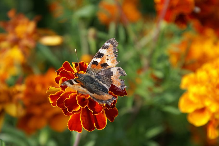 butterfly, flower, nature, summer, insect, closeup, butterfly - Insect HD wallpaper