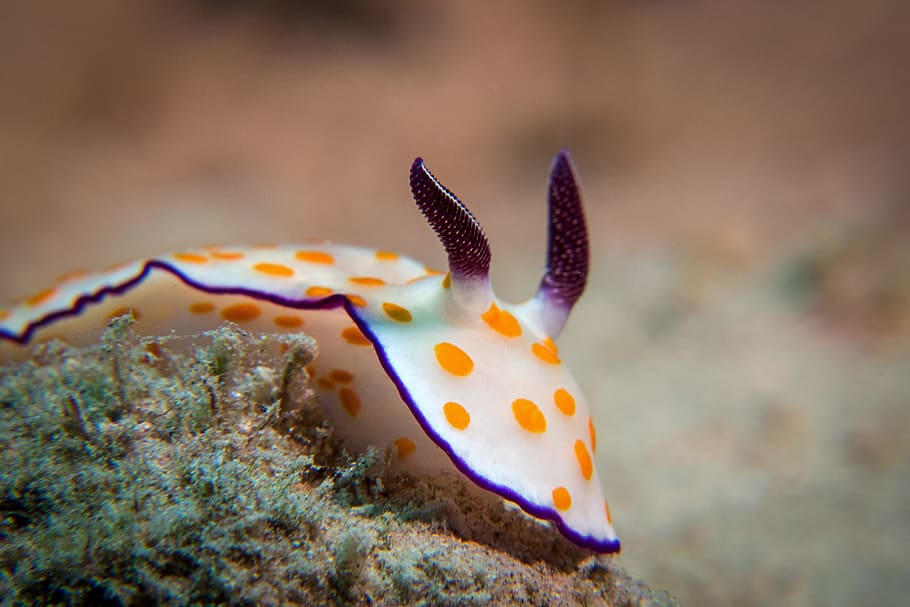 close-up photo of white and yellow slug, Snail, Underwater, Diving HD wallpaper
