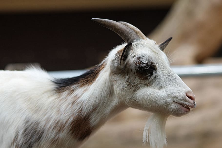 HD wallpaper: Goat, Animal, Horns, Mammals, domestic goat, billy goat ...